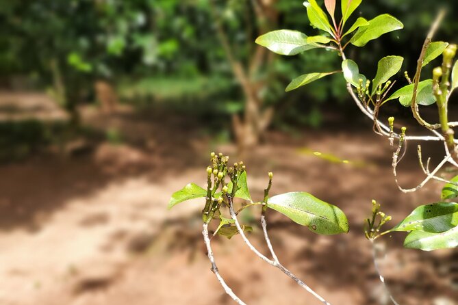 Private Tour Zanzibar Unique Stone Town with spice Farm Plantations - Is $61 good value? What’s included (and what you pay for)
