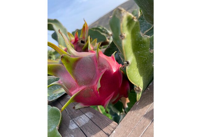 Private Traditional Olive Grove and Dragon Fruit Farm Tour - Key highlights you should know before you go