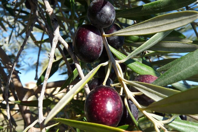Private Traditional Olive Grove and Dragon Fruit Farm Tour - A Private Farm Walk Near Heraklion: What You’ll See at Evangelismou 135
