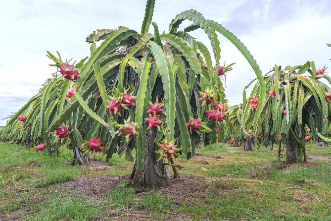 Private Traditional Olive Grove and Dragon Fruit Farm Tour - Price, Timing, and Getting There from Heraklion