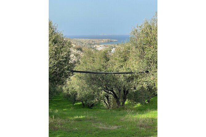 Private Traditional Olive Grove and Dragon Fruit Farm Tour - Who Should Book This Tour—and Who Might Skip It
