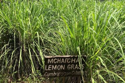 Private Zanzibar Spice Farm Tour - Price and what $65 buys you in real value