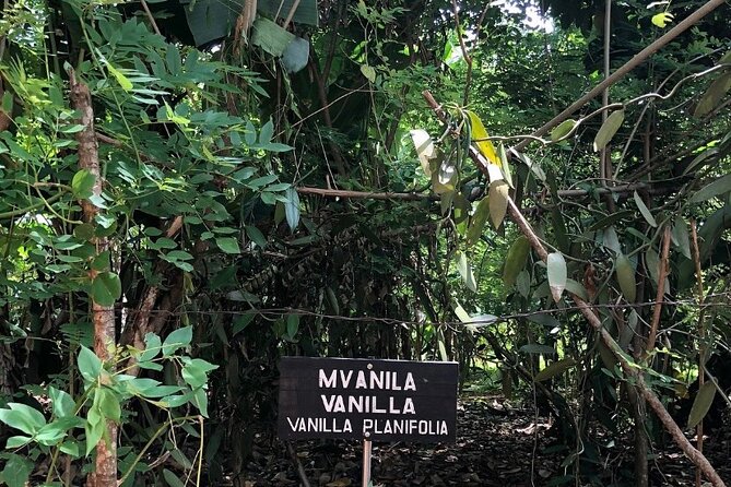 Private Zanzibar Spice Farm Tour - The “roots to branches” lesson you can actually remember