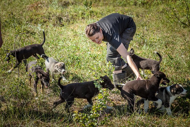 Puppy Training Experience at a Husky Farm in Tromso - From Radisson Blu to a husky yard full of energy
