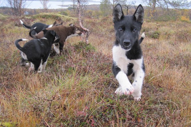 Puppy Training Experience at a Husky Farm in Tromso - The flow of the day: hike, puppy lessons, then yard time
