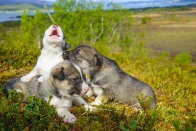 Puppy Training Experience at a Husky Farm in Tromso - Helping with puppy training (and learning how to do it right)