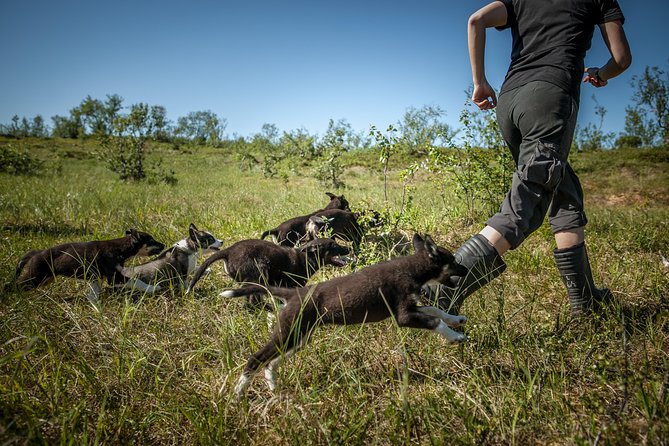 Puppy Training Experience at a Husky Farm in Tromso - Weather gear, boots, and the reality of Tromsø mud