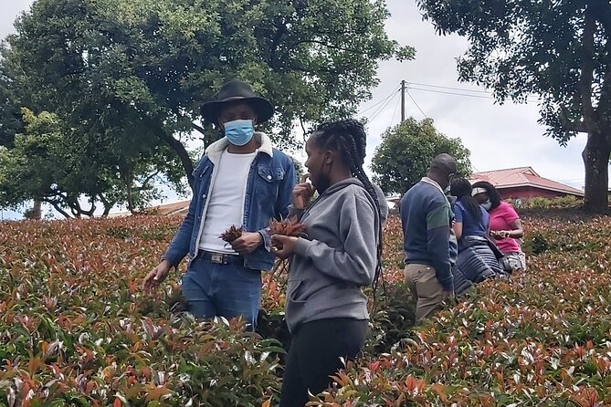Purple Tea Farm Tour from Nairobi City - Specialty Tea Tasting - Key Things That Make This Nairobi Purple Tea Tour Special