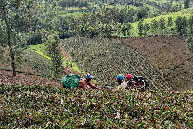 Purple Tea Farm Tour from Nairobi City - Specialty Tea Tasting - Hand-Picking Purple Tea Leaves (Then Carrying Them Onward)