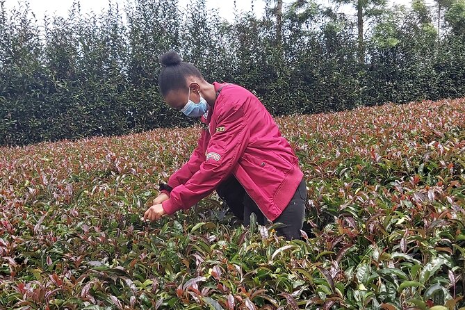 Purple Tea Farm Tour from Nairobi City - Specialty Tea Tasting - Traditional Orthodox Processing: How Handling Changes the Cup