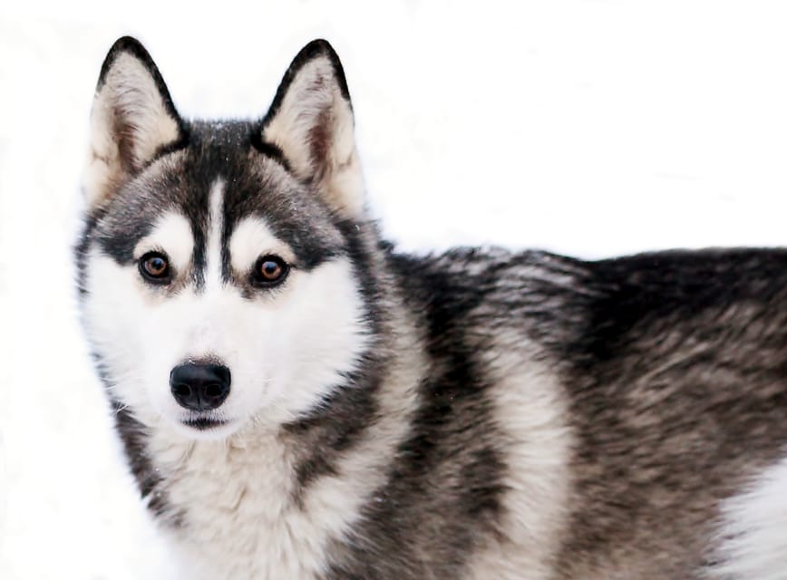 Pyhätunturi: Husky Safari including Farm Visit - Key points before you go