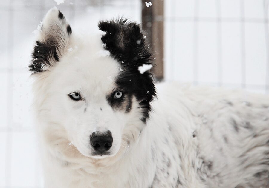 Pyhätunturi: Husky Safari including Farm Visit - Who drives the sled: the rule that shapes your whole experience