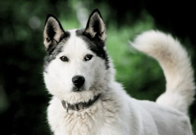 Pyhätunturi: Husky Safari including Farm Visit - The 30-minute husky safari: short route, real mushing vibes