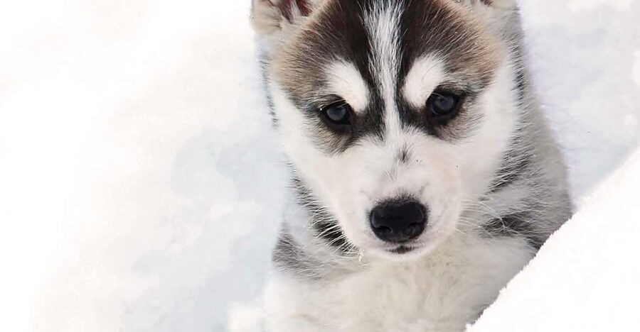 Pyhätunturi: Husky Safari including Farm Visit - Price and value at about $159 per person