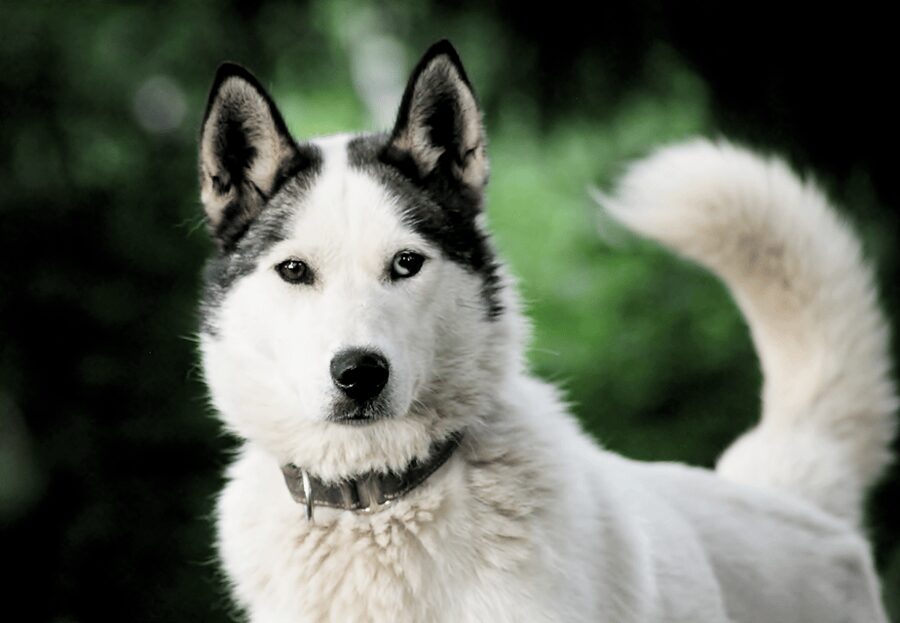 Pyhätunturi: Husky Safari including Farm Visit - The 30-minute husky safari: short route, real mushing vibes