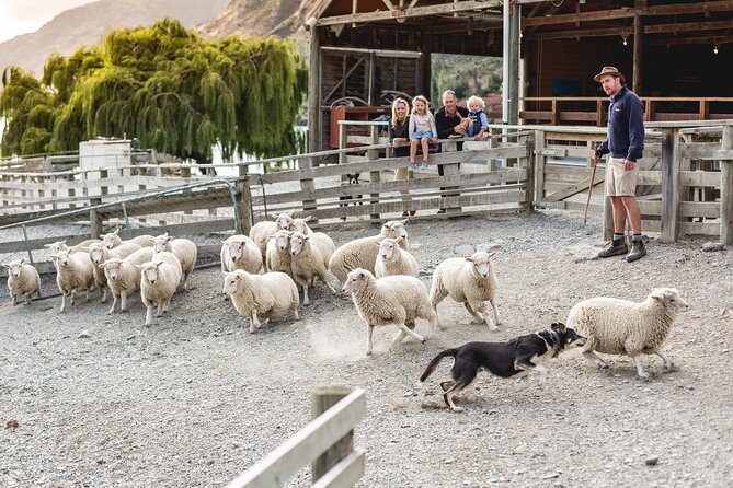 Queenstown Lake Cruise and Walter Peak Farm Adventure - Who should book this Queenstown steamship and farm adventure?