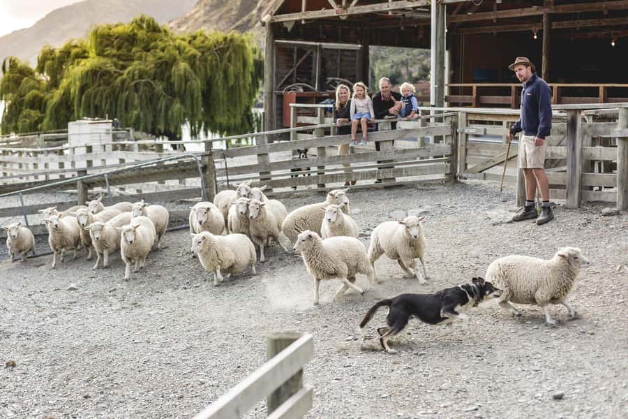 Queenstown: Queenstown Lake Cruise and Walter Peak Farm Tour - Arriving at Walter Peak: the farm tour that starts with a warm welcome