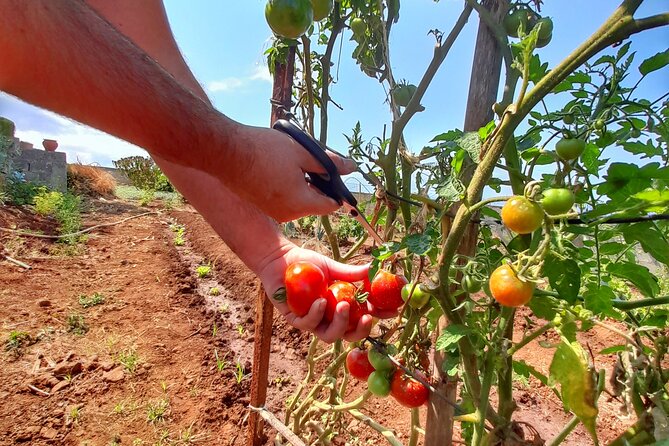"Re-Canto" Farm-to-Table with Stunning Views at Madeira - Meeting on Madeira’s Funchal side, with poncha on arrival