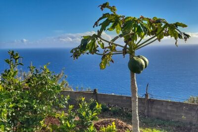 "Re-Canto" Farm-to-Table with Stunning Views at Madeira - Building your appetite with seasonal dishes (and real focus on espetada)