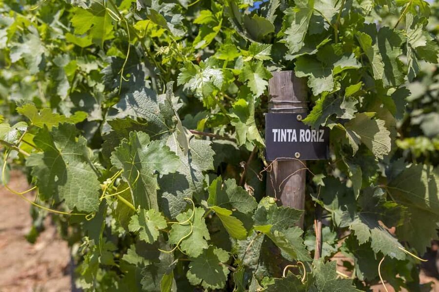 Régua: Wine Tasting at a Farm, Traditional Lunch, Cruise and Train - Returning by Train Along the Riverbank: The Final Scenic Payoff