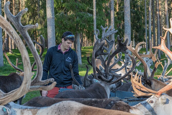 Reindeer Farm Experience in Summer and Autumn from Rovaniemi - Key Highlights You’ll Feel on the Farm