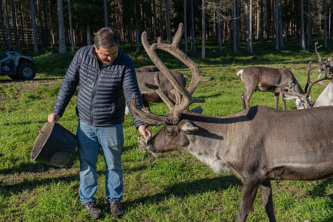 Reindeer Farm Experience in Summer and Autumn from Rovaniemi - Reindeer at a working farm: what makes this visit different