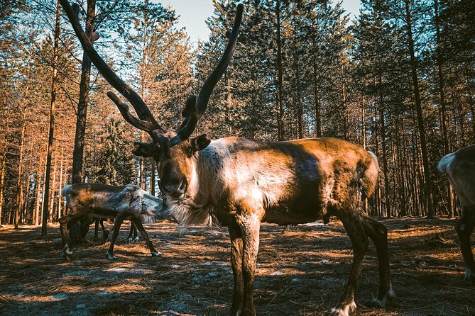 Reindeer Farm Summer Experience - Key Highlights I’d Plan Around