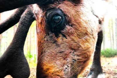 Reindeer Farm Summer Experience - From Wonderlapland Pickup to the Farm Entrance