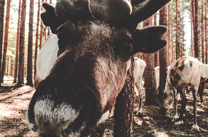 Reindeer Farm Summer Experience - Group Size, Timing, and How to Plan Your Morning