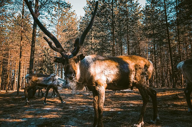 Reindeer Farm Summer Experience - Who This Tour Fits Best (and Who Should Rethink)