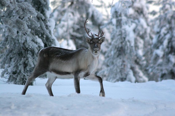 REINDEER FARM VISIT a real authentic experience - The Included Reindeer Sled Ride: Magical, Gentle, and Keep an Eye on Time