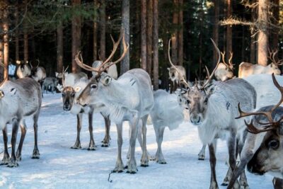 REINDEER FARM VISIT a real authentic experience - What Happens at the Reindeer Farm: Quiet Learning by the Herd