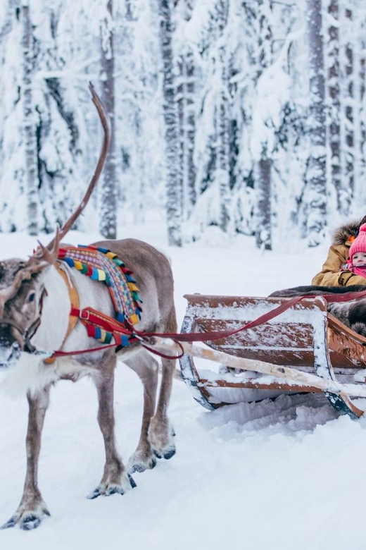 Reindeer Farm Visit with Sleigh Ride - Meeting in Rovaniemi at Maakuntakatu: start here, not at your hotel