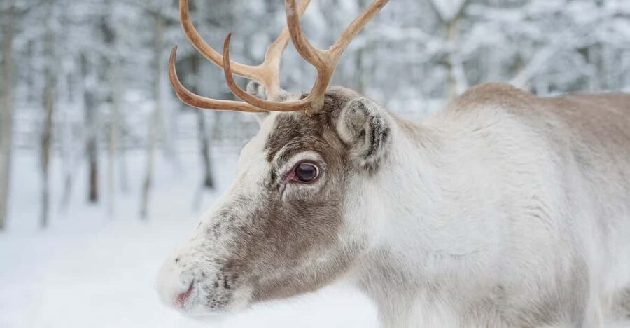 Reindeer Farm Visit with Sleigh Ride - The sleigh ride: classic Lapland, but plan for a short spin