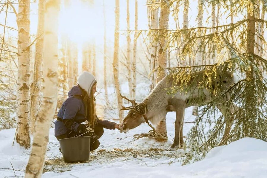 Reindeer Safari at a 200-Year-Old Farm & Long Sled Ride - Key things to love about this reindeer safari
