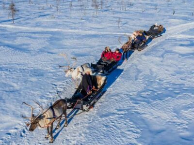 Reindeer Safari at a 200-Year-Old Farm & Long Sled Ride - Meet-and-Greet With Gentle Reindeer and Learn Their Winter Tricks