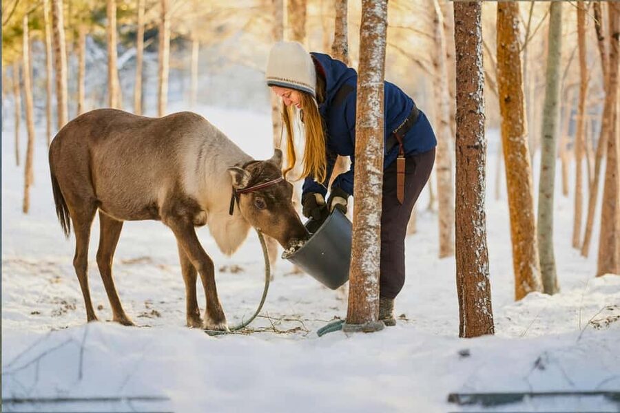 Reindeer Safari at a 200-Year-Old Farm & Long Sled Ride - What to Wear and Pack for Extreme Cold Days