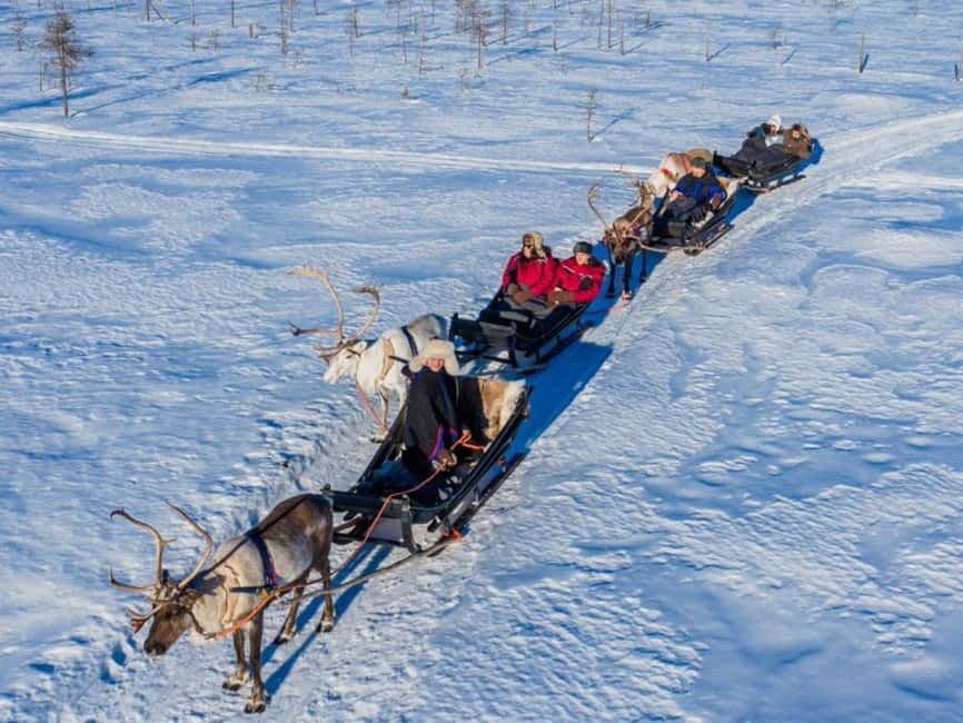 Reindeer Safari at a 200-Year-Old Farm & Long Sled Ride - Meet-and-Greet With Gentle Reindeer and Learn Their Winter Tricks
