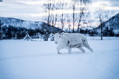 Reindeer Sledding, Feeding And Sami Culture At Reindeer Farm - The Drive Through Lavangsdalen and Along the Balsfjord