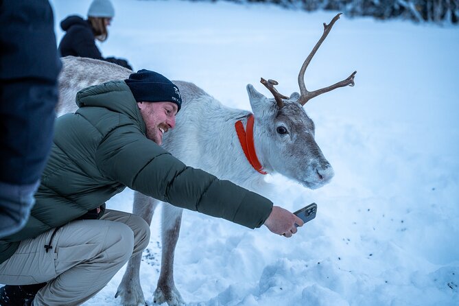 Reindeer Sledding, Feeding And Sami Culture At Reindeer Farm - Feeding Reindeer Up Close (and Why That Part Matters)