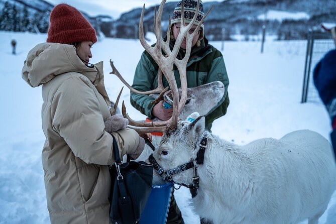 Reindeer Sledding, Feeding And Sami Culture At Reindeer Farm - Sámi Culture Stories: More Than a Quick Talk