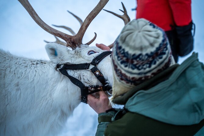 Reindeer Sledding, Feeding And Sami Culture At Reindeer Farm - Hot Meal by the Bonfire: Warmth That Makes the Day Work