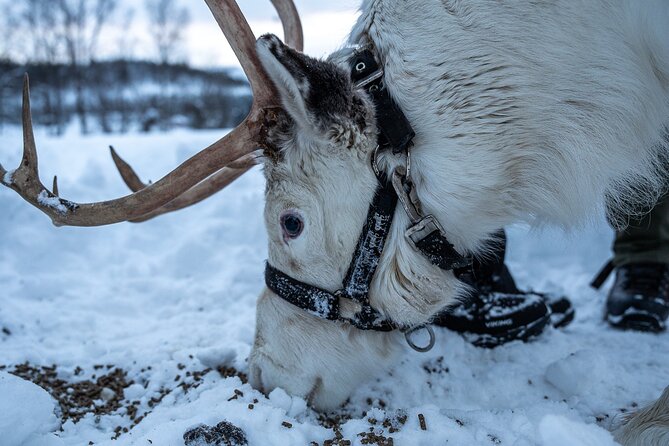 Reindeer Sledding, Feeding And Sami Culture At Reindeer Farm - Reindeer Sledding: The Part to Go in With Open Eyes