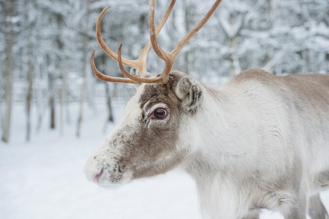 Reindeer Sleigh Ride and Farm Experience from Rovaniemi - Group size and overall pace: why some days feel crowded