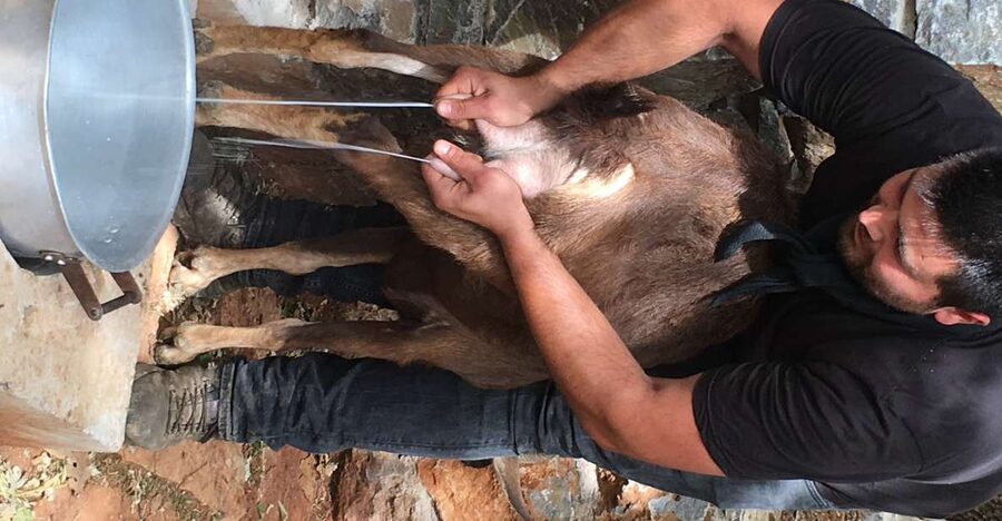 Rethymno 4x4 Safari: Tastes & Farm Experience - Price and Value: What $128 Buys in a 7-Hour Food-and-Farm Day