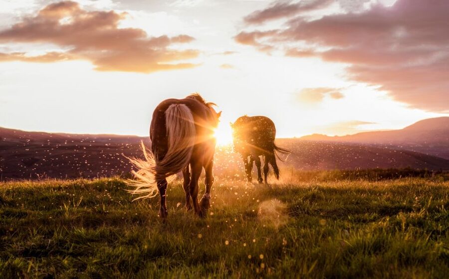 Reykjavik: Golden Circle, Tomato Farm and Kerið Crater Tour - Geysir geothermal area and Strokkur: timed eruptions you can actually plan for