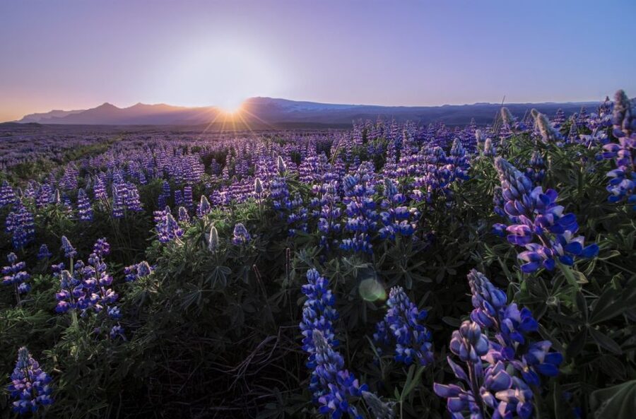 Reykjavik: Golden Circle, Tomato Farm and Kerið Crater Tour - Kerið crater: your included ticket for a dramatic, walkable finish