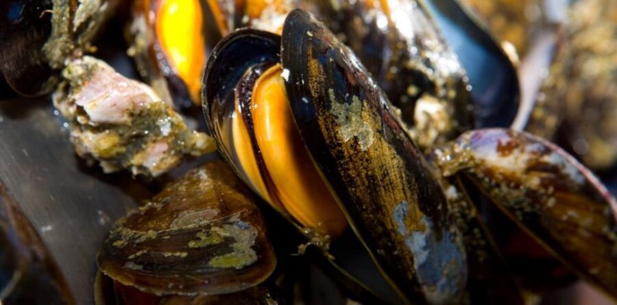 Ría de Arousa: Boat Ride to Mussel Farm with Tasting - Practical tips so you don’t lose time at the start
