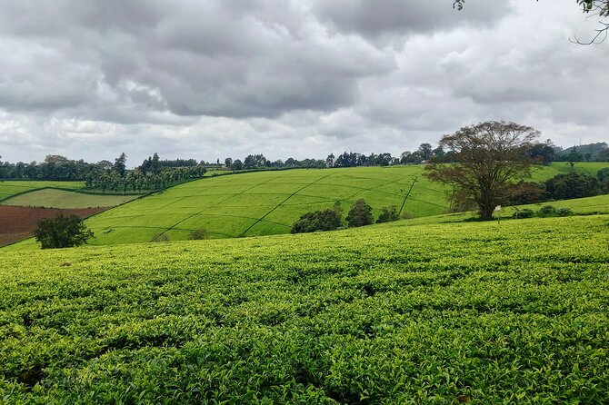 Riara tea farm tour with lunch and tea tasting from Nairobi - Entering Limuru: where the tea farm tour actually begins