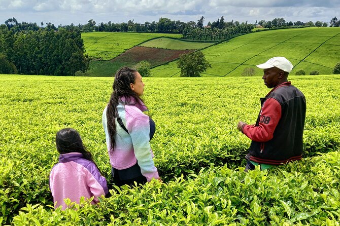 Riara tea farm tour with lunch and tea tasting from Nairobi - The farm manager tour: what you should look for